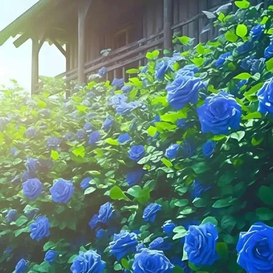 Blue Climbing Rose Seeds – Elegant Blooms for Gardens & Balconies (Pack of 1)
