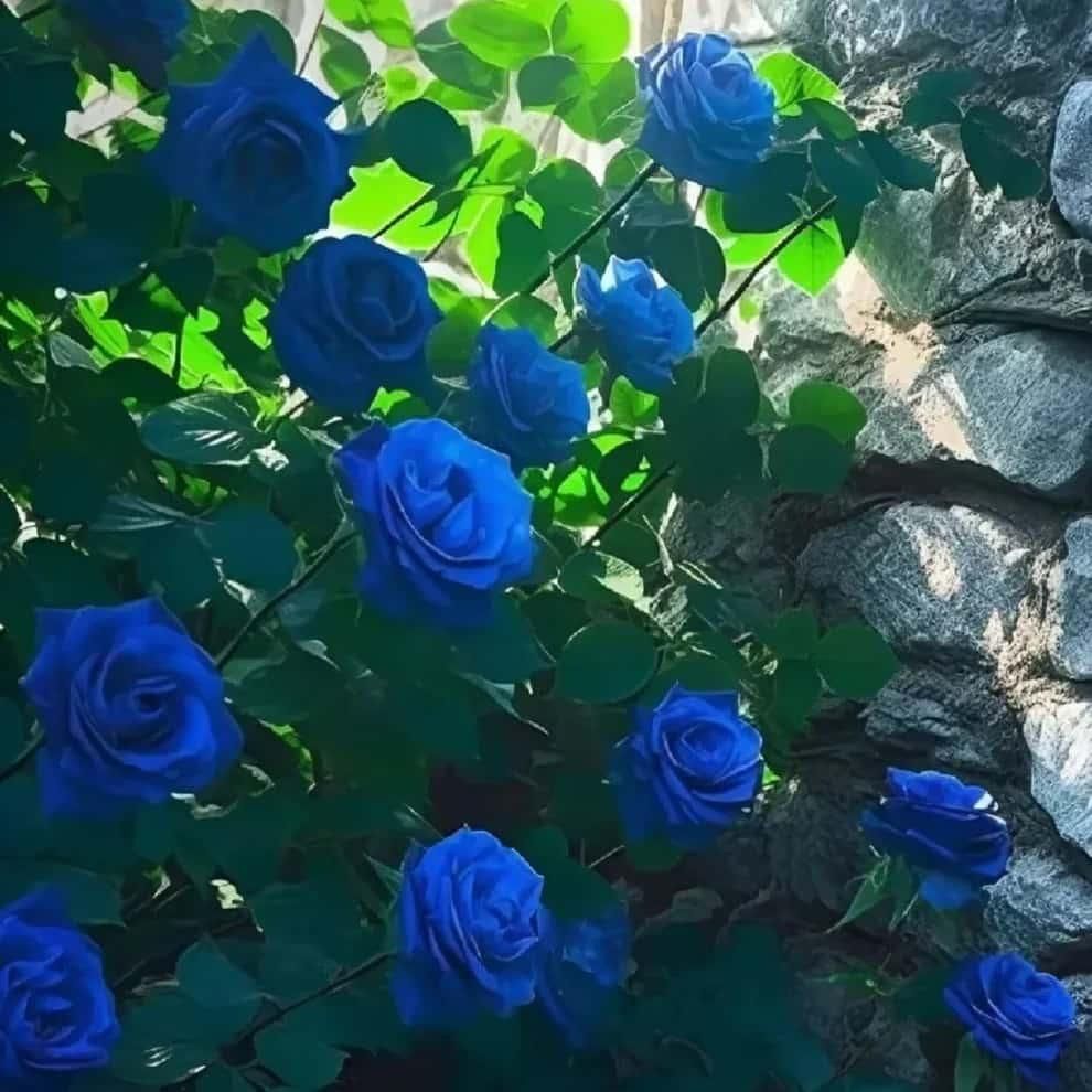 Blue Climbing Rose Seeds – Elegant Blooms for Gardens & Balconies (Pack of 1)
