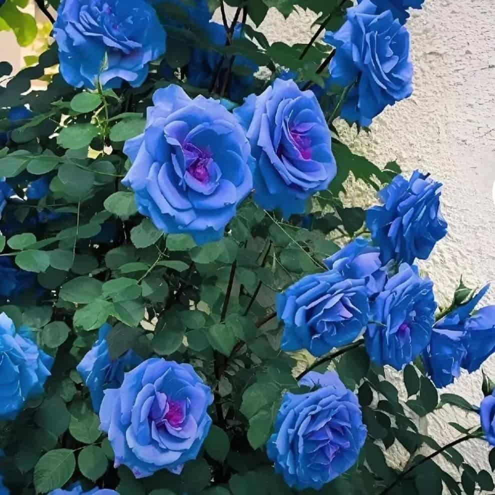 Blue Climbing Rose Seeds – Elegant Blooms for Gardens & Balconies (Pack of 1)