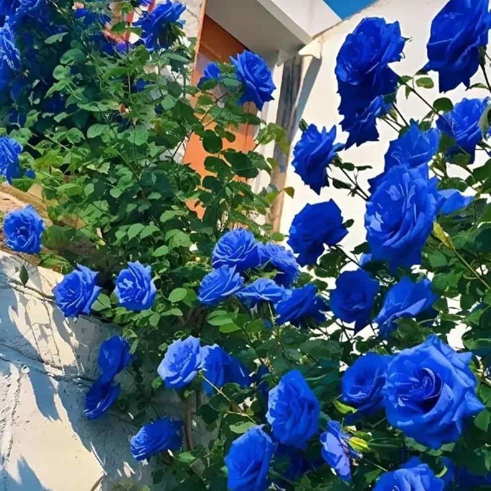 Blue Climbing Rose Seeds – Elegant Blooms for Gardens & Balconies (Pack of 1)