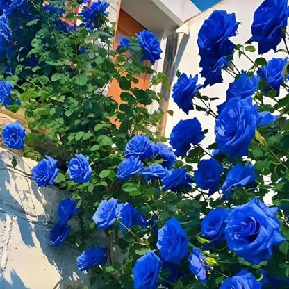 Blue Climbing Rose Seeds – Elegant Blooms for Gardens & Balconies (Pack of 1)